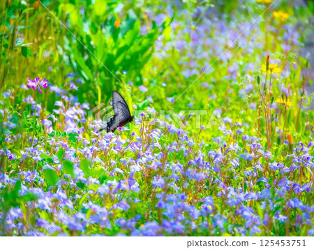一組紫色苔蘚花和一隻燕尾蝶 125453751