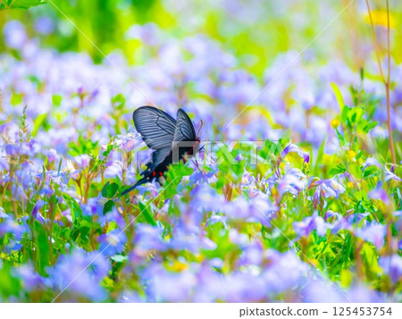 一組紫色苔蘚花和一隻燕尾蝶 125453754