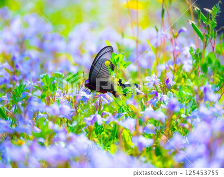A group of purple moss flowers with a swallowtail butterfly 125453755