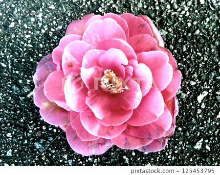 茶花 茶花 125453795