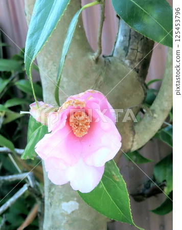 茶花 茶花 125453796