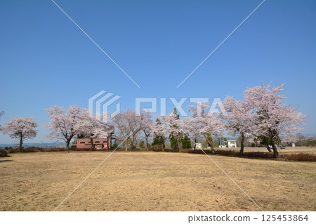 Cherry blossoms blooming in early spring at Yamamotoyama Plateau, Ojiya City, Niigata Prefecture 125453864