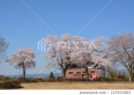 Cherry blossoms blooming in early spring at Yamamotoyama Plateau, Ojiya City, Niigata Prefecture 125453865