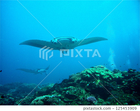 Manta manta! 125453909