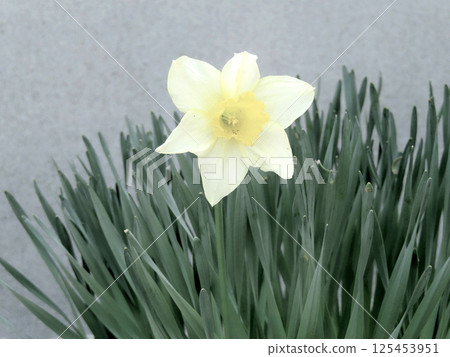 水仙 125453951