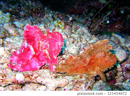 Hadaka Haokoze pair 125454072