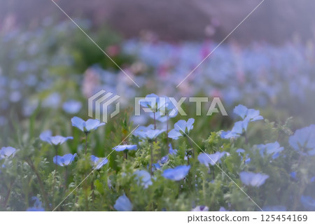 春光中盛開的藍色粉蝶花 [春] 125454169