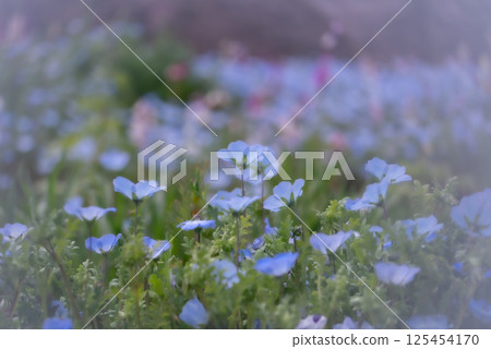 春光中盛開的藍色粉蝶花 [春] 125454170