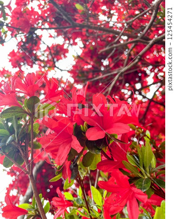 紅杜鵑花 紅杜鵑花 125454271