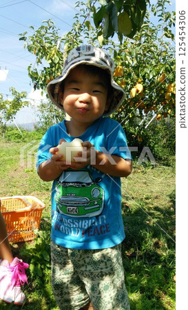 Boy hunting pears 125454306