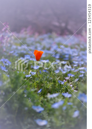 A single long-headed poppy amongst blooming nemophila flowers [Spring] 125454319
