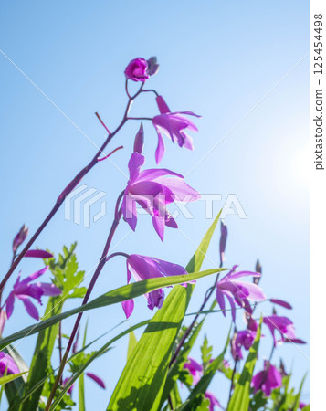 初夏,公園裡清晨的陽光下,紫色的蘭花閃閃發光 初夏,公園裡清晨的陽光下,紫色的蘭花閃閃發光 125454498