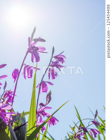 初夏,公園裡清晨的陽光下,紫色的蘭花閃閃發光 初夏,公園裡清晨的陽光下,紫色的蘭花閃閃發光 125454499