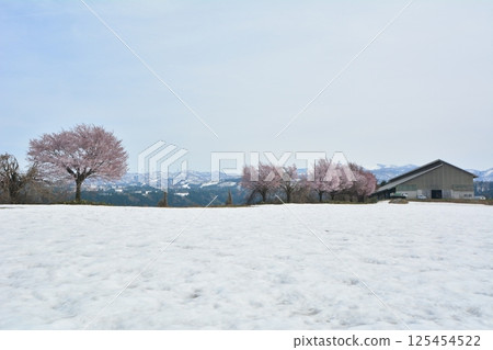 初春時節,新潟縣十日町市津南市沖之原高原上,白雪皚皚的櫻花盛開 初春時節,新潟縣十日町市津南市沖之原高原上,白雪皚皚的櫻花盛開 125454522