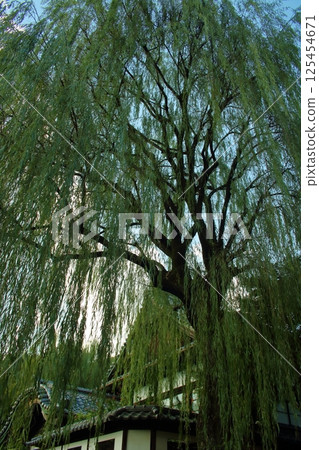 垂柳 125454671