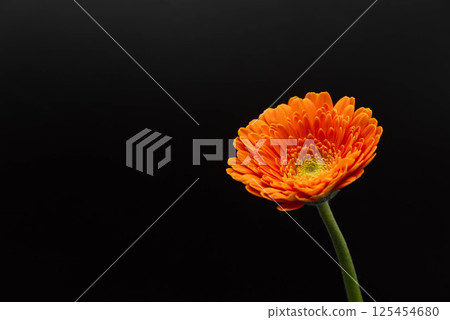 Gerbera 125454680