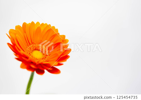 雛菊 雛菊 125454735
