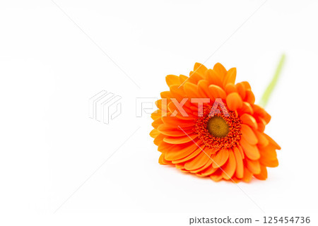 雛菊 雛菊 125454736