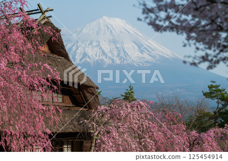 Mount Fuji in spring and an old thatched roof house 125454914