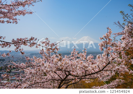 Cherry blossoms in full bloom and the majestic Mount Fuji 125454924