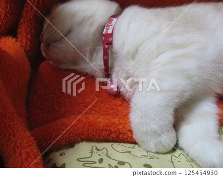 Cat sleeping with its head up 125454930