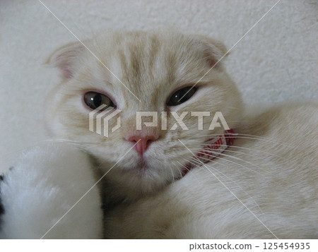 Kitten face Kitten face 125454935