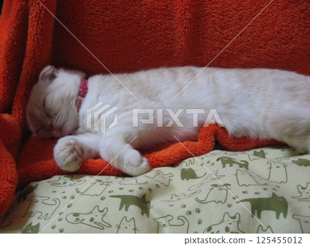 Cats in sleep Cats in sleep 125455012