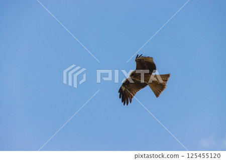 Flying black kite Flying black kite 125455120