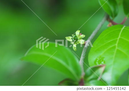 Small flowers of the Japanese knotweed Small flowers of the Japanese knotweed 125455142