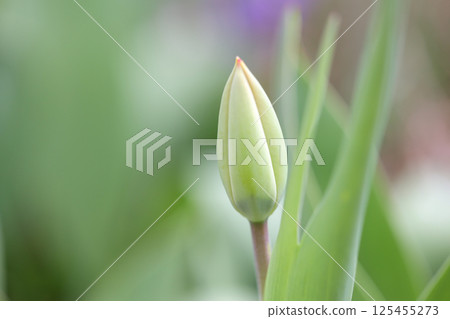 bud, flower, plant, leaf, eye, spring, petal, outdoor, nature, early spring, tulip 125455273