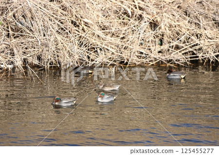 一隻鴨子在河裡悠閒地游泳 125455277