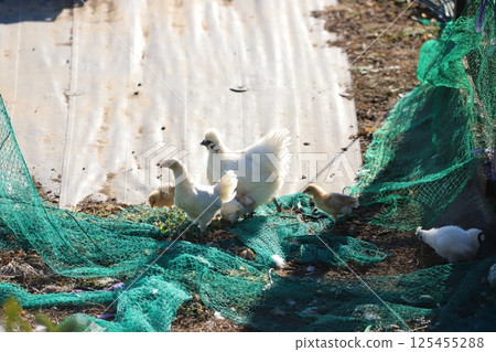 Silkie chickens wandering around the hut Silkie chickens wandering around the hut 125455288