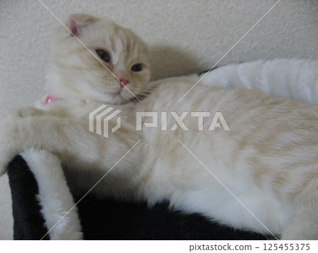 Kitten looking sideways Kitten looking sideways 125455375