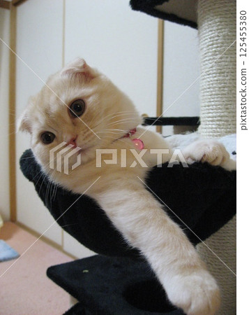 Kitten hanging out of hammock Kitten hanging out of hammock 125455380