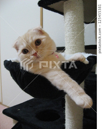 Kittens to embark on 125455381