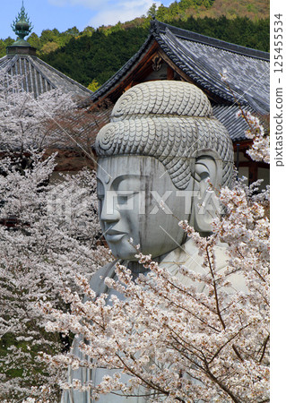 The Great Buddha of the cherry blossoms The Great Buddha of the cherry blossoms 125455534