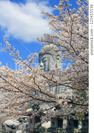 The Great Buddha of the cherry blossoms 125455536