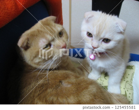 一隻好貓 一隻好貓 125455581