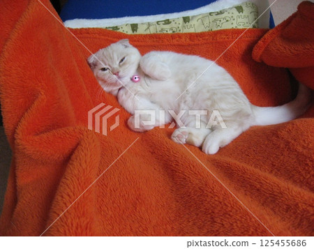 一隻小貓在午睡 125455686