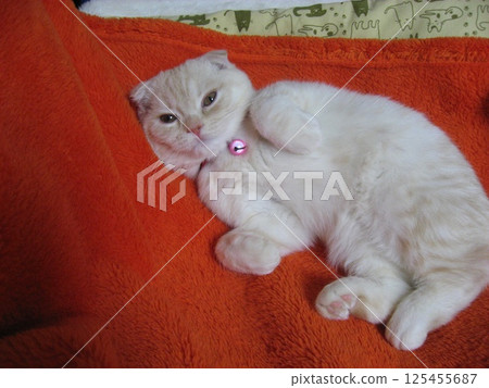 困了小貓 困了小貓 125455687