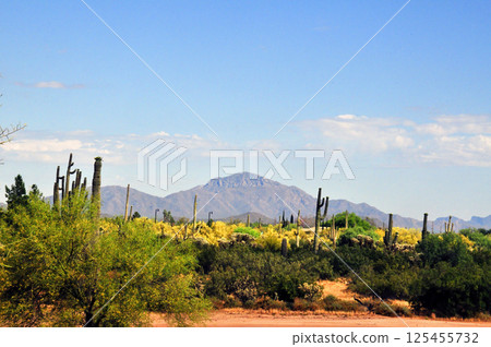 Landscape Sonora Desert Arizona 125455732