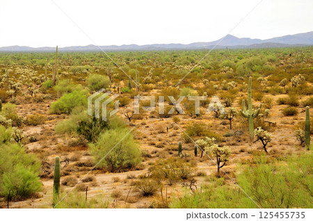 Landscape Sonora Desert Arizona Landscape Sonora Desert Arizona 125455735