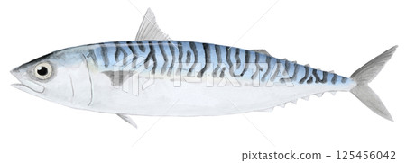 Atlantic mackerel watercolor painting Atlantic mackerel watercolor painting 125456042