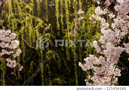 春天、垂枝櫻花和新綠柳樹 - 3 125456168