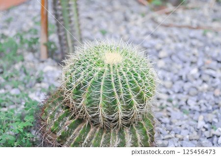 Golden barrel cactus or cactus plant or succulent Golden barrel cactus or cactus plant or succulent 125456473