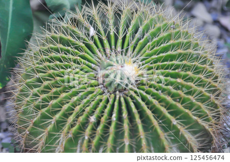 Parodia magnifica or cactus plant or succulent Parodia magnifica or cactus plant or succulent 125456474