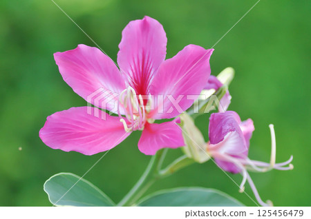 Purple Orchid Tree, Hong Kong Orchid Tree or Purple Bauhinia or Bauhinia purpurea L or pink flower 125456479