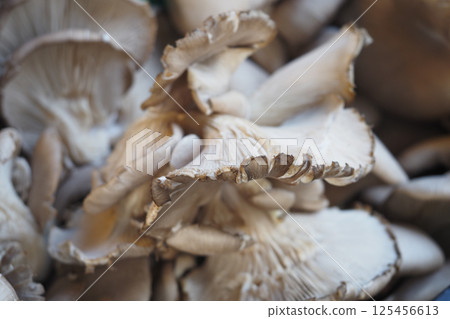 Freshly harvested oyster mushrooms ready for culinary use Freshly harvested oyster mushrooms ready for culinary use 125456613