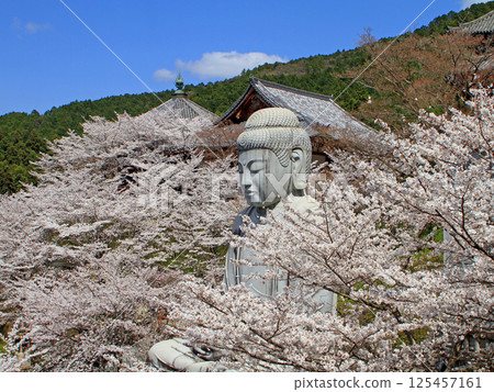 The Great Buddha of the cherry blossoms 125457161