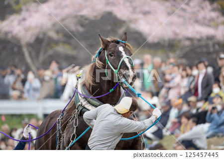 Tohoku Draft Horse Competition: Draft horses and assistance tackling obstacles 125457445